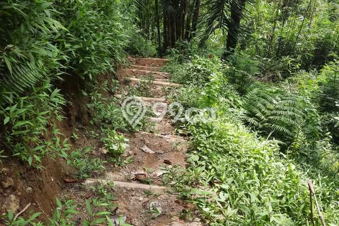 Untuk Dijual Tanah di Payangan Gianyar Luas 30000m2 SHM Untuk Dijual Tanah di Payangan Gianyar Luas 30000m2 SHM