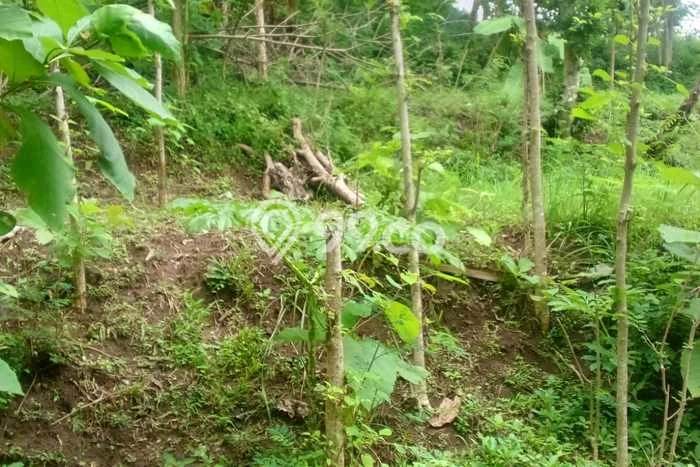 Tanah Kavling Dijual di Buleleng dengan Spesifikasi 27000m2 Tanah Kavling Dijual di Buleleng dengan Spesifikasi 27000m2