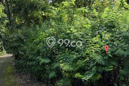 Dijual Tanah 2000m2 di Pecatu, Badung Dijual Tanah 2000m2 di Pecatu, Badung
