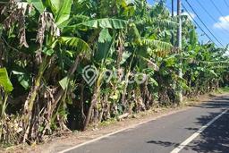 Tanah Kavling Dijual di Badung dengan Spesifikasi 1000m2 Tanah Kavling Dijual di Badung dengan Spesifikasi 1000m2