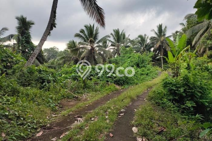 Kavling Tanah Dijual di Selemadeg Tabanan Spesifikasi 13640m2 Kavling Tanah Dijual di Selemadeg Tabanan Spesifikasi 13640m2