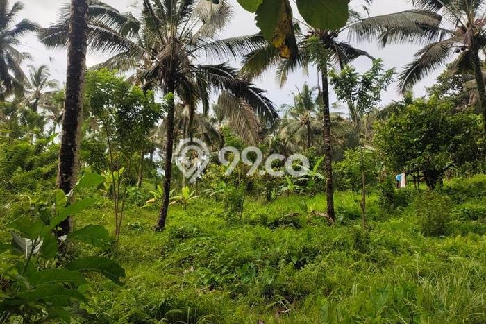 Kavling Tanah Dijual di Selemadeg Tabanan Spesifikasi 13640m2 Kavling Tanah Dijual di Selemadeg Tabanan Spesifikasi 13640m2