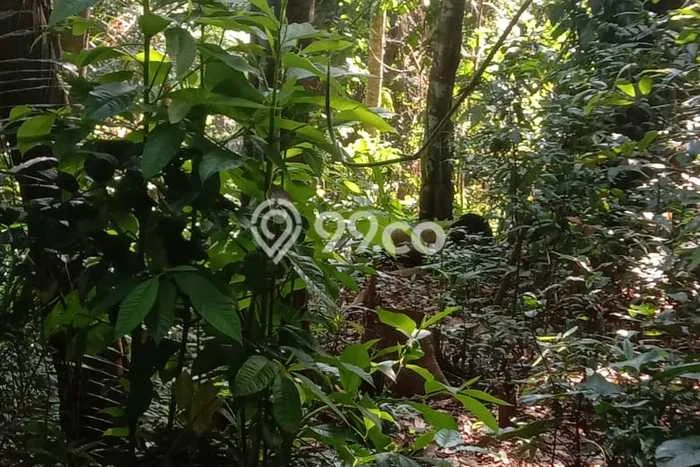 Tanah Dijual di Gianyar Seluas 1780m2 Strategis Tanah Dijual di Gianyar Seluas 1780m2 Strategis