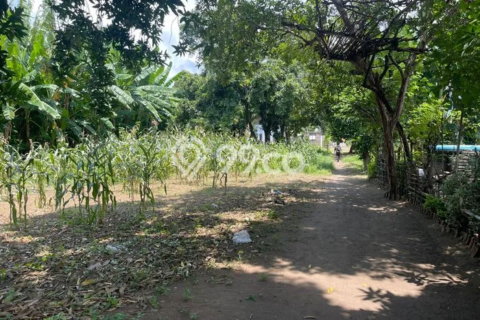Kavling Tanah untuk Dijual di Sumberkimia, Buleleng, Luas 1500m2 Kavling Tanah untuk Dijual di Sumberkimia, Buleleng, Luas 1500m2
