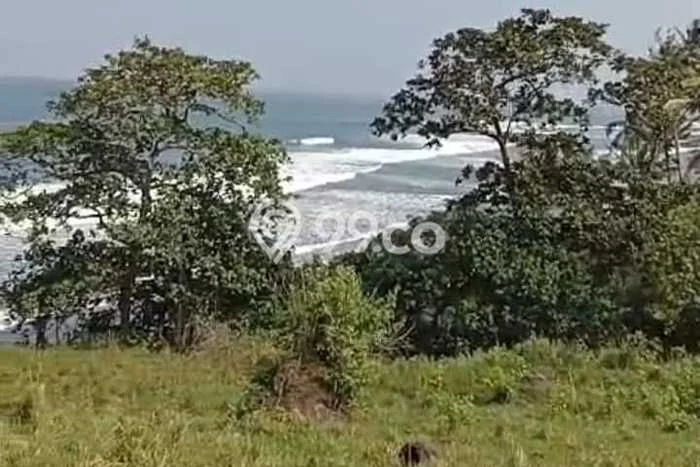 Dijual Tanah Lokasi Antap, Tabanan Seluas 16300m2 Dijual Tanah Lokasi Antap, Tabanan Seluas 16300m2