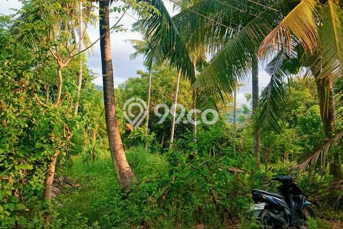 Tanah Siap Bangun Dijual di Buleleng Punya Luas 1150m2 Tanah Siap Bangun Dijual di Buleleng Punya Luas 1150m2