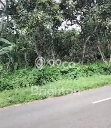 Untuk Disewa Tanah di Gempol Luas 1e+07m2 SHM Untuk Disewa Tanah di Gempol Luas 1e+07m2 SHM