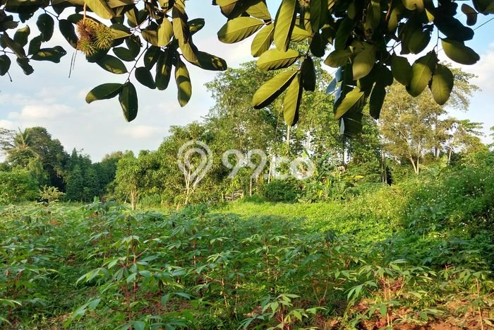 Jual Tanah Area Berkembang di Setu, Luas 8000m², Akses Setu, Bekasi, Bekasi Jual Tanah Area Berkembang di Setu, Luas 8000m², Akses Setu, Bekasi, Bekasi