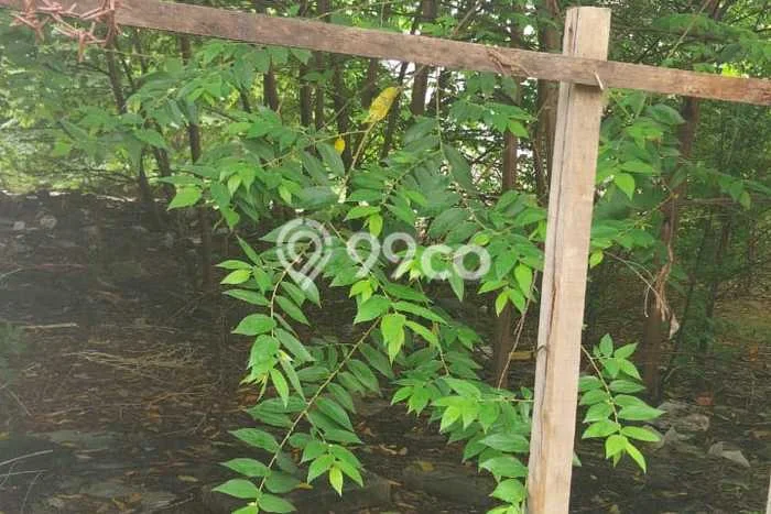 Lahan Disewakan di Cinere, Depok, Luas 493m2 - Lahan Disewakan di Cinere, Depok, Luas 493m2 -