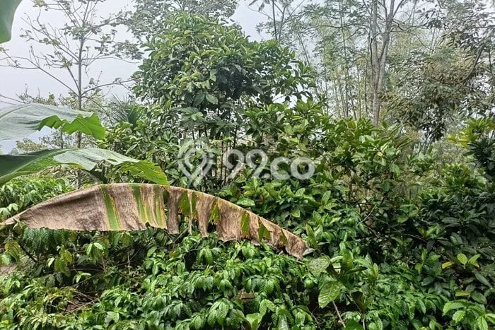 Tanah Dijual Lokasi Tajinan, Malang Luas 1700m2 Legalitas Aman Tanah Dijual Lokasi Tajinan, Malang Luas 1700m2 Legalitas Aman