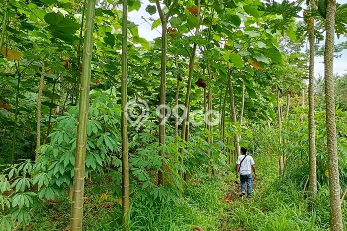 Tanah untuk Dijual di Tajinan Malang Luas 2062m2 Tanah untuk Dijual di Tajinan Malang Luas 2062m2