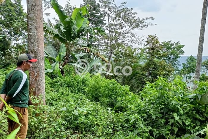 Tanah Kavling untuk Dijual di Tajinan Malang 1200m2 Tanah Kavling untuk Dijual di Tajinan Malang 1200m2