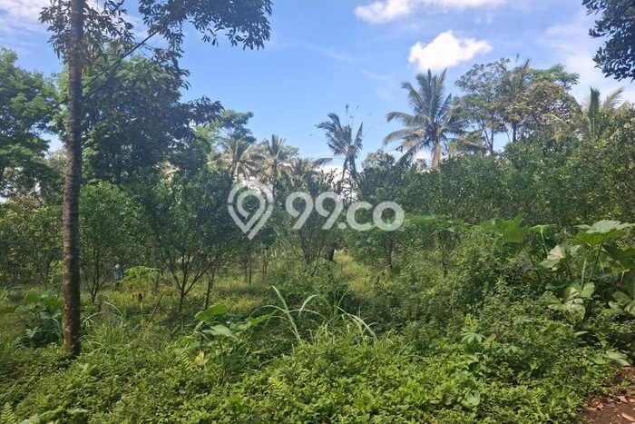 Tanah untuk Dijual di Tajinan Malang Luas 1667m2 Tanah untuk Dijual di Tajinan Malang Luas 1667m2