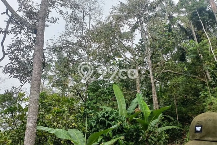 Tanah Dijual Lokasi Tajinan, Malang Luas 1700m2 Legalitas Aman Tanah Dijual Lokasi Tajinan, Malang Luas 1700m2 Legalitas Aman