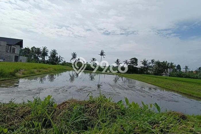 Tanah Kavling Disewakan di Kedungu dengan Luas 3900m2 Tanah Kavling Disewakan di Kedungu dengan Luas 3900m2