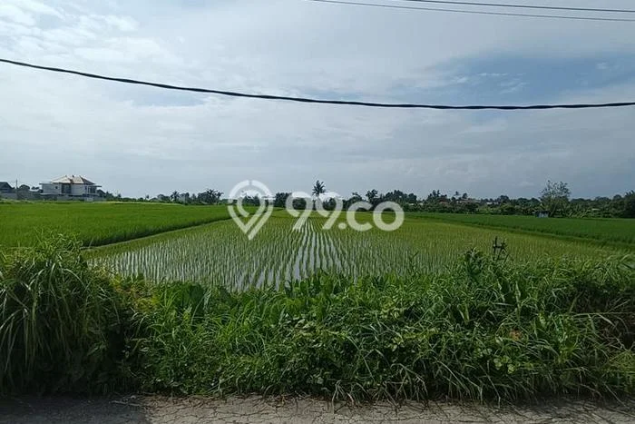 Tanah Kavling Disewakan di Kedungu dengan Luas 3900m2 Tanah Kavling Disewakan di Kedungu dengan Luas 3900m2