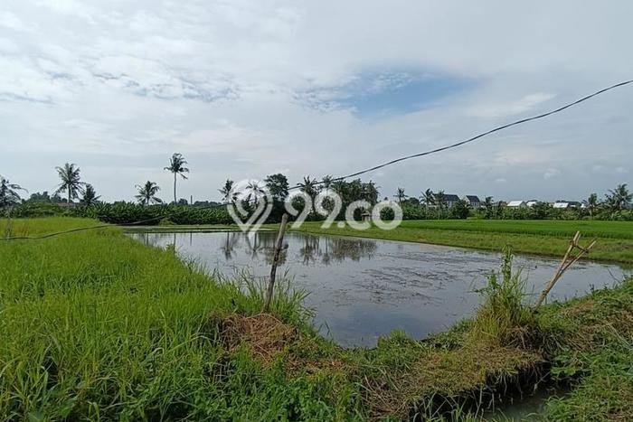 Untuk Dijual Tanah di Tabanan, Luas 1650m2 SHM Untuk Dijual Tanah di Tabanan, Luas 1650m2 SHM