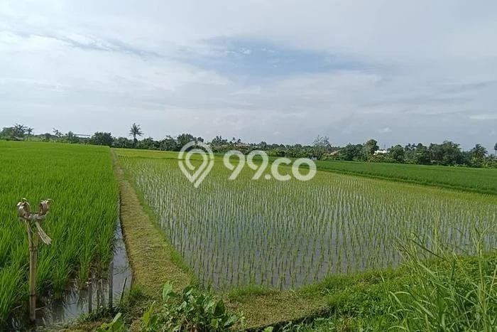 Tanah Kavling Disewakan di Kedungu dengan Luas 3900m2 Tanah Kavling Disewakan di Kedungu dengan Luas 3900m2