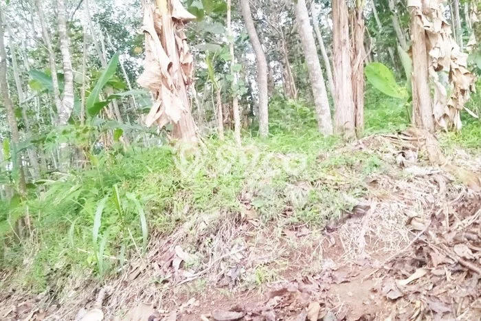 Kavling Tanah Dijual di Ungaran Timur Semarang Spesifikasi 1290m2 Kavling Tanah Dijual di Ungaran Timur Semarang Spesifikasi 1290m2
