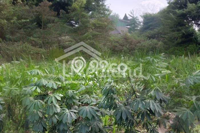 Tanah Dijual Lokasi Kaliwungu Kendal - Tanah Dijual Lokasi Kaliwungu Kendal -