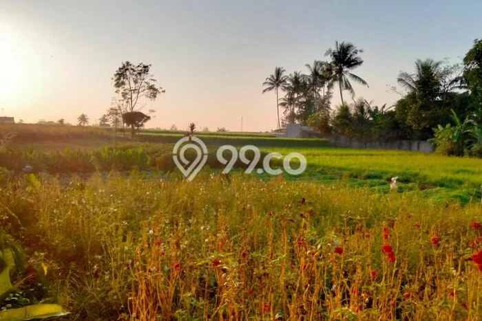 Disewakan Rumah Konsep Modern di Ubud Gianyar dengan 3 Kamar Disewakan Rumah Konsep Modern di Ubud Gianyar dengan 3 Kamar