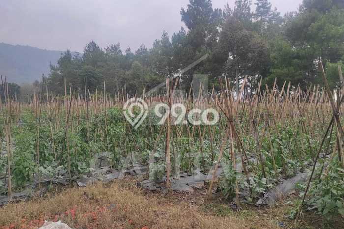 Tanah Kavling di Lembang Dijual dengan Luas 4673m2 Tanah Kavling di Lembang Dijual dengan Luas 4673m2