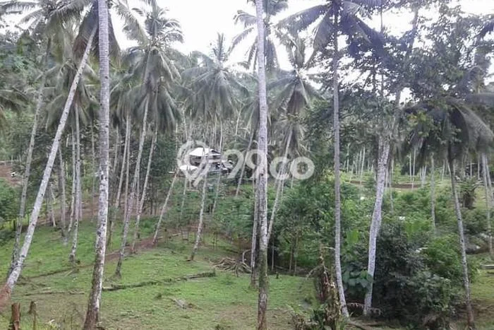 Tanah di Tumpaan, Minahasa Selatan Luas 350000m2 Dijual Segera Tanah di Tumpaan, Minahasa Selatan Luas 350000m2 Dijual Segera
