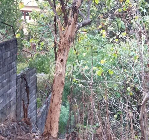 Tanah Kavling Dijual di Semarang dengan Spesifikasi 869m2 Tanah Kavling Dijual di Semarang dengan Spesifikasi 869m2