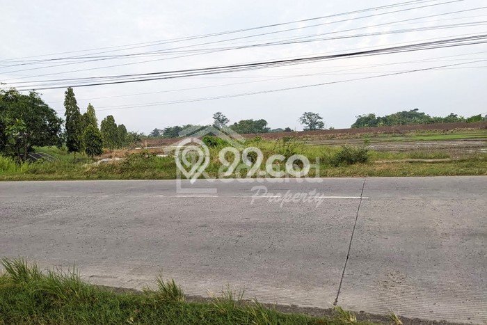 Tanah di Dempet, Demak Luas 2645m2 Dijual Segera Tanah di Dempet, Demak Luas 2645m2 Dijual Segera
