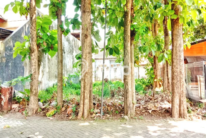 Kavling Tanah Dijual di Sumbersari Jember Spesifikasi 240m2 Kavling Tanah Dijual di Sumbersari Jember Spesifikasi 240m2