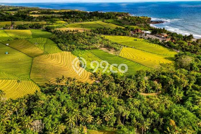 Tanah di Tabanan, Tabanan Luas 3700m2 Dijual Segera Tanah di Tabanan, Tabanan Luas 3700m2 Dijual Segera