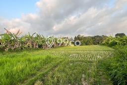 Untuk Dijual Tanah 3000m2 di Kaba kaba, Tabanan Untuk Dijual Tanah 3000m2 di Kaba kaba, Tabanan