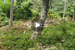 Lahan Kosong Disewakan di Tabanan, Tabanan, Luas 1705m2 Lahan Kosong Disewakan di Tabanan, Tabanan, Luas 1705m2