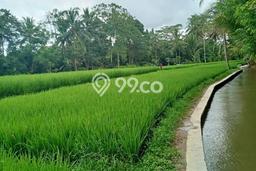 Tanah Kavling untuk Dijual di Tegallalang Gianyar 1749m2 Tanah Kavling untuk Dijual di Tegallalang Gianyar 1749m2