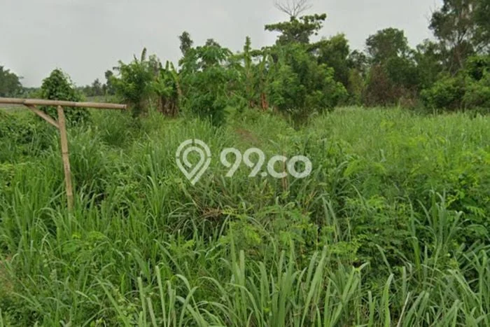 Tanah untuk Dijual Lokasi Ciruas, Serang Luas 100000m2 SHM Tanah untuk Dijual Lokasi Ciruas, Serang Luas 100000m2 SHM