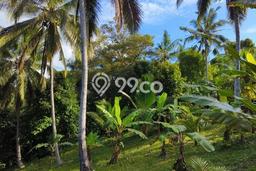 Tanah di Tabanan, Tabanan Luas 3000m2 Dijual Segera Tanah di Tabanan, Tabanan Luas 3000m2 Dijual Segera