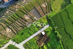 Kavling Tanah untuk Dijual di Canggu, Badung, Luas 442m2 Kavling Tanah untuk Dijual di Canggu, Badung, Luas 442m2