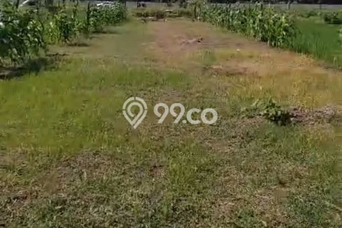 Lahan Strategis di Wates Dijual dengan Luas 1021m2 Lahan Strategis di Wates Dijual dengan Luas 1021m2