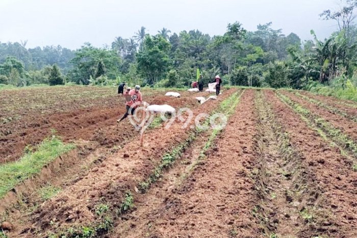 Tanah Kavling Dijual di Purwakarta dengan Spesifikasi 16000m2 Tanah Kavling Dijual di Purwakarta dengan Spesifikasi 16000m2