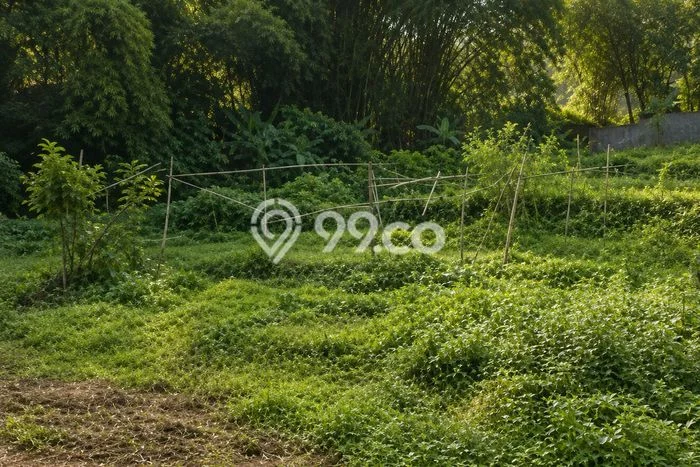Tanah di Cimenyan, Bandung Luas 5095m2 Dijual Segera Tanah di Cimenyan, Bandung Luas 5095m2 Dijual Segera