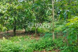 Lahan Investasi Lokasi Sleman Sleman SHM Lahan Investasi Lokasi Sleman Sleman SHM