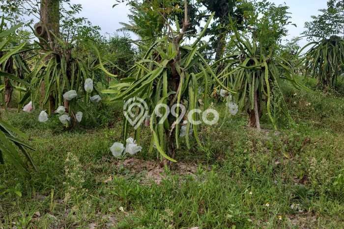 Tanah Kavling untuk Dijual di Gondang Mojokerto 25000m2 Tanah Kavling untuk Dijual di Gondang Mojokerto 25000m2