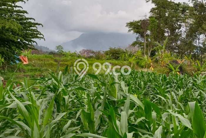 Tanah Dijual Lokasi Prigen, Pasuruan Luas 1293m2 Legalitas Aman Tanah Dijual Lokasi Prigen, Pasuruan Luas 1293m2 Legalitas Aman