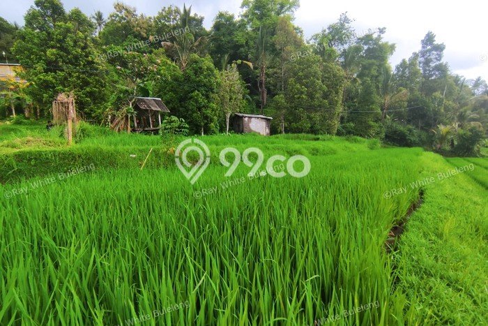 Tanah Dijual Lokasi Strategis di Buleleng dengan Luas 12110m2 Tanah Dijual Lokasi Strategis di Buleleng dengan Luas 12110m2