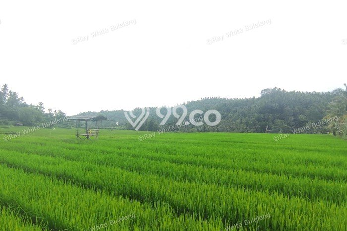 Tanah Dijual Lokasi Strategis di Buleleng dengan Luas 12110m2 Tanah Dijual Lokasi Strategis di Buleleng dengan Luas 12110m2