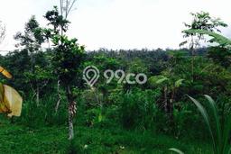 Kavling Tanah di Ubud Dijual Luas 5600m2 Legalitas - Kavling Tanah di Ubud Dijual Luas 5600m2 Legalitas -