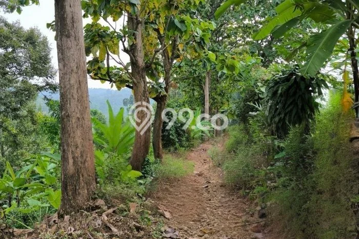 Kavling Tanah Dijual di Jombang Jombang Spesifikasi 11000m2 Kavling Tanah Dijual di Jombang Jombang Spesifikasi 11000m2