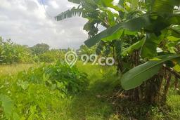 Kavling Tanah untuk Dijual di Canggu, Badung, Luas 1000m2 Kavling Tanah untuk Dijual di Canggu, Badung, Luas 1000m2