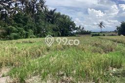 Lahan Dijual Lokasi Selemadeg, Tabanan dengan Luas Tanah 2000m2 dan Status SHM Lahan Dijual Lokasi Selemadeg, Tabanan dengan Luas Tanah 2000m2 dan Status SHM