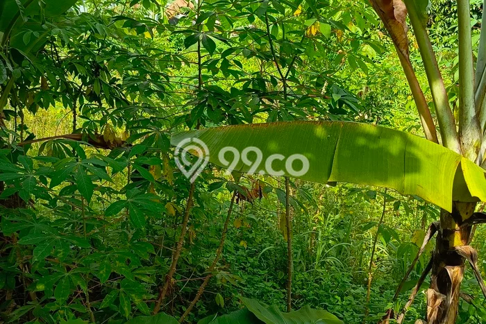 Kavling Tanah Dijual di Serpong, Tangerang Selatan, Luas 1005m2 Area Strategis Kavling Tanah Dijual di Serpong, Tangerang Selatan, Luas 1005m2 Area Strategis